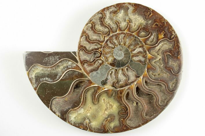 5" Cut & Polished Ammonite Fossil (Half) - Madagascar